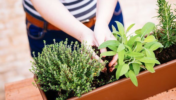 Im kleinen Garten mehr ernten: 6 einfache Tipps