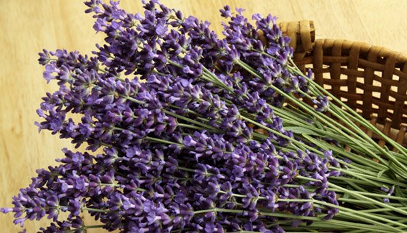 Lavendel aus dem Garten oder Topf vermehren