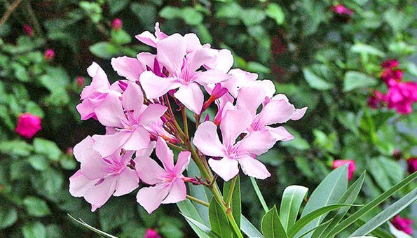Tipps zum Oleander schneiden