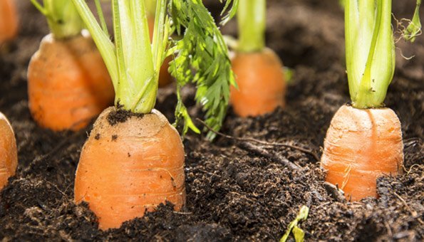 Rüebli: Jetzt Karotten im Garten säen