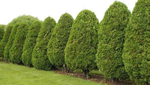 Thuja schneiden mit dem richtigen Handgriffen