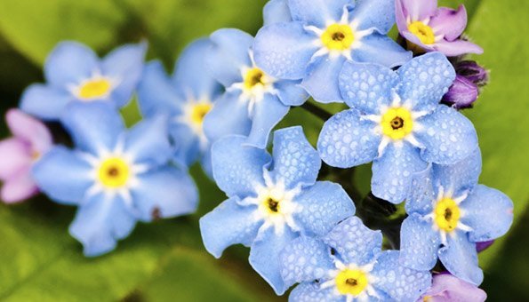 Vergissmeinnicht pflegen - Diese Pflege benötigen die schönen Gartenblumen