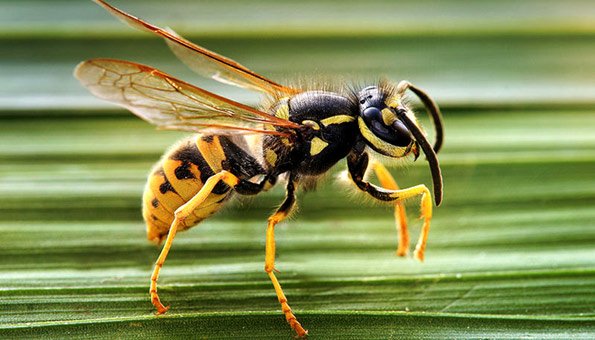 Wespenfalle selber bauen und geeignete Lockstoffe