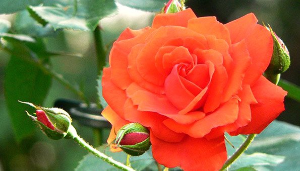 Wie Sie üppige wurzelnackte Rosen pflanzen