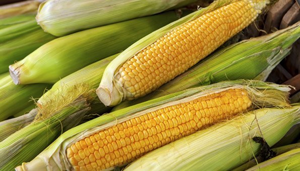 Zuckermais pflanzen: Richtig Mais säen und düngen