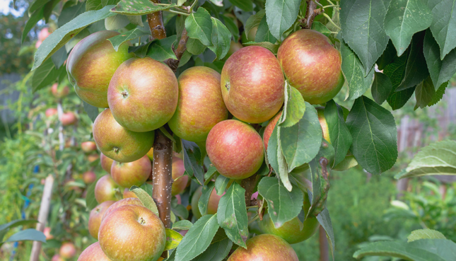 Ein Apfelbaum an einer Säule mit schön grossen Früchten