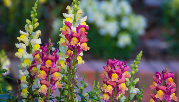 Les 12 plus belles fleurs d'été: Mufliers