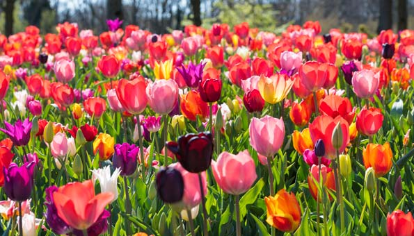 Tulpen pflegen für schone Blütenpracht im Frühling