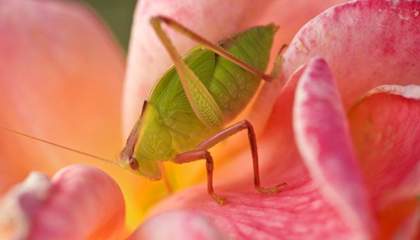 Blattläuse Hausmitel: So bekämpfen Sie die Schädlinge