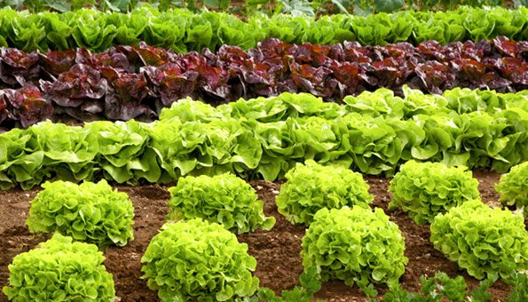 Hier finden Sie Tipps, wie Sie Ihren Garten umweltfreundlich und gesund halten.