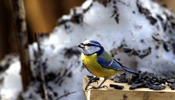 Das Füttern hilft den Vögeln, durch den Winter zu kommen.