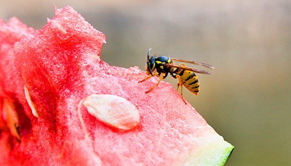 Wespenstich: Wie man ihn vermeidet und welche Hausmittel helfen