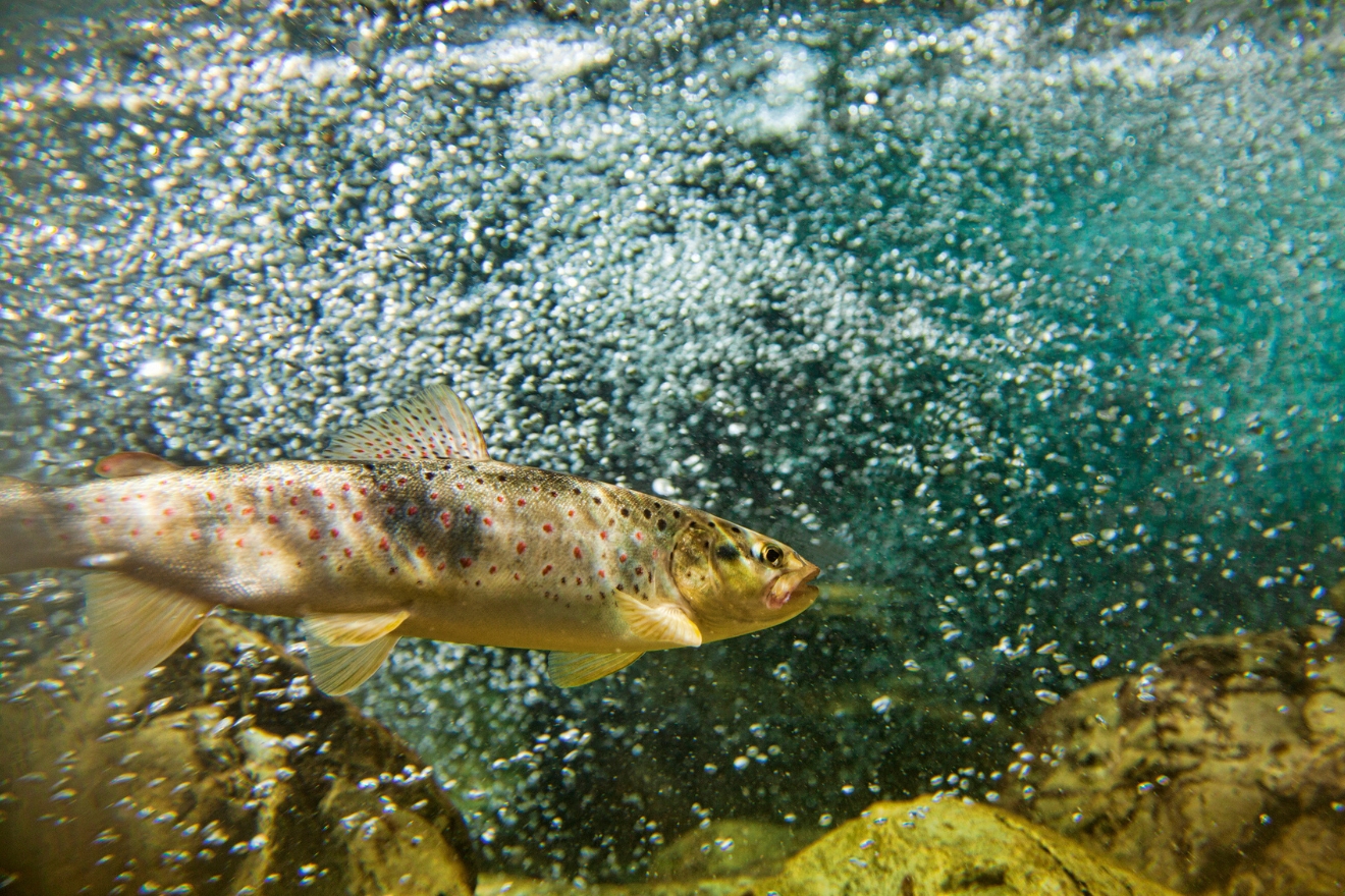 ein Fisch mit gelbem Bauch und roten Punkten am Körper im Wasser
