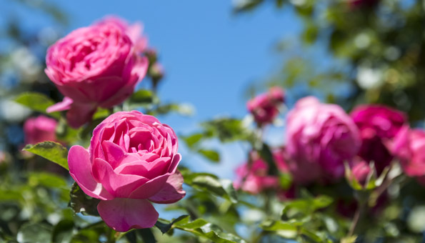 Blühende Rosen im Garten