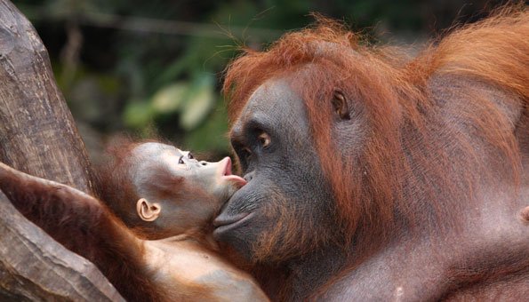 Verdrängt von Palmöl: Orang-Utans und Borneos Zwerg-Elefanten