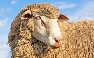 Mulesing: Millionenfache Tierqual für billige Wollpullis