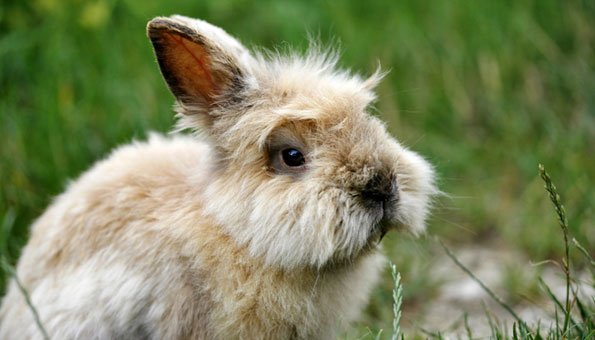 Angora-Wolle: Die Tierquälerei der Kaninchen