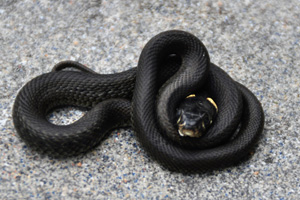 eine schwarze, dünne Schlange auf grauem Boden