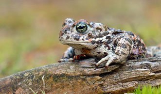 Gut getarnt und trotzdem gefährdet: Amphibien in der Schweiz