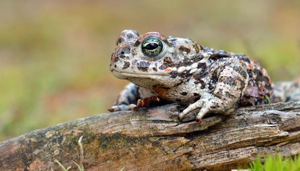Amphibien in der Schweiz: Einheimische Arten und ihre Gefährdung