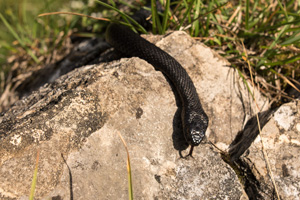 eine schwarze, dünne Schlange schlängelt über einen Felsen