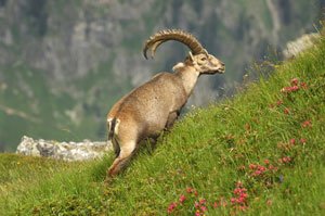 Der Artenschutz in der Schweiz