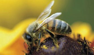 Das grosse Summen: Welche Bienenarten in der Schweiz leben