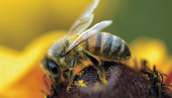 Bienenarten in der Schweiz: Diese Brummer leben hier Bienenarten in der Schweiz: Diese Brummer leben hier