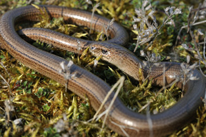 Le ver lent est souvent confondu avec un serpent.