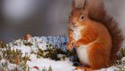 Eichhörnchen füttern: So helfen Sie den kleinen Nagern durch den Winter