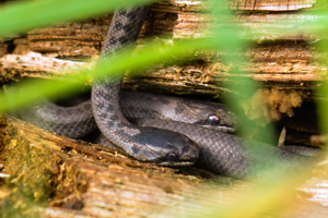 Serpent lisse également connu sous le nom de serpent lisse