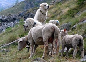 Schweizer Herdenschutz: Lamas kommen auf die Alp