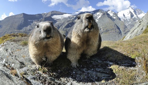 Murmeltiere in der Schweiz: Wie sie in den Alpen überleben