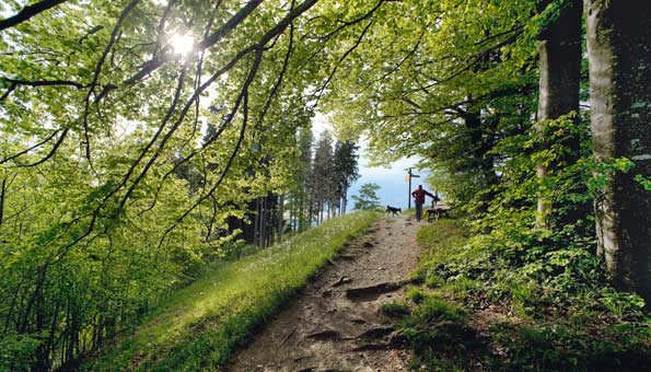 Naturschutzgebiete Schweiz: Der Sihlwald ist mit seiner einheimischen Waldwildnis ein Unikum in Europa.