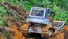 Wie Produkte aus Palmöl den Regenwald zerstören