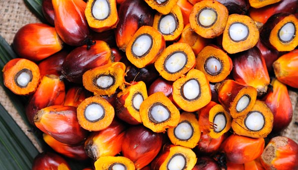 RSPO-Standard für Palmöl verschärft: Warum wir Produkte ohne Palmöl kaufen