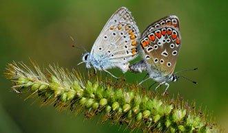Kennst du diese Schmetterlingsarten?