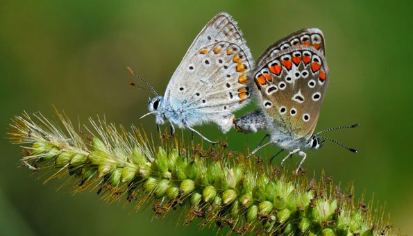 Tagfalter, Schwärmer oder Nachtfalter: Die schönsten Schmetterlinge der Schweiz