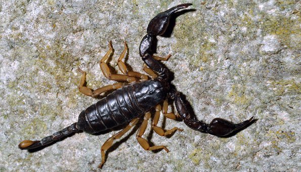Skorpione in der Schweiz: Diese Arten sind hier heimisch