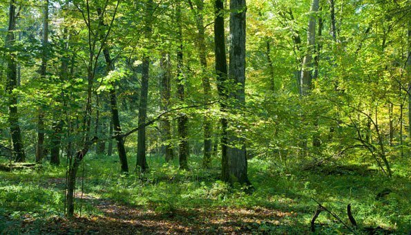 Kann ein Gericht den ältesten Urwald Europas noch retten? 