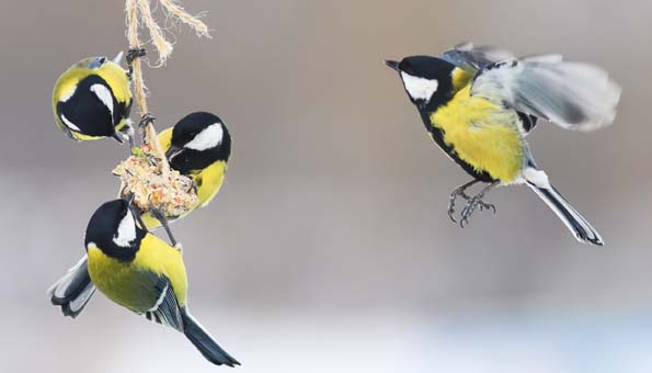Vogelfutter selber machen: So füttern Sie Vögel richtig im Winter