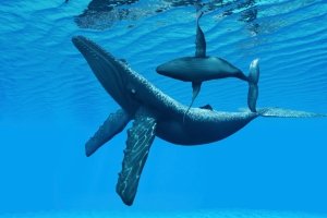 Walfang: Vermeintliche Forschungszwecke bedrohen die Artenvielfalt 