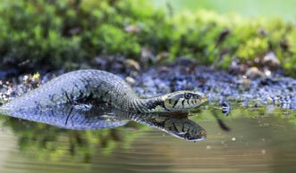 Wasserschlangen in der Schweiz: Diese 3 Arten sind hier zuhause