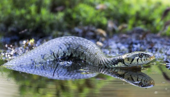 Wasserschlangen in der Schweiz: Welche 3 Arten hier leben