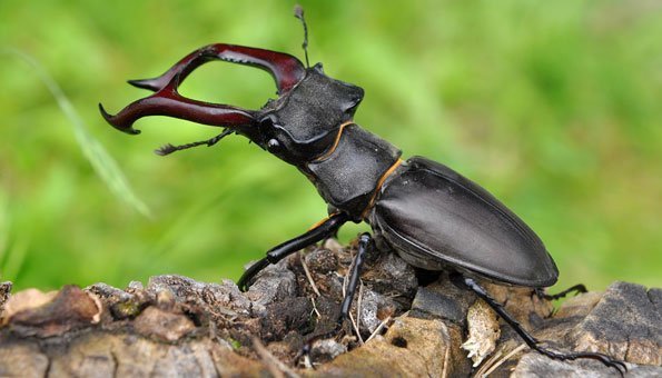 Freund oder Feind? Diese 12 Käferarten leben in der Schweiz 