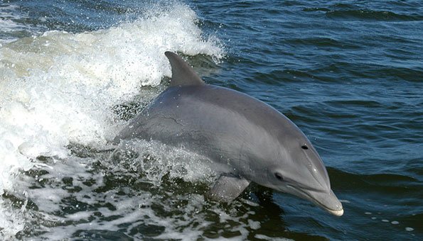 Delfine werden in Japan gejagt