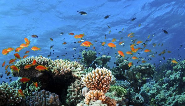Korallenriffe Entstehung