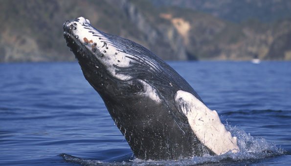 Viele Walarten durch Walfang, Fischerei und Umweltverschmutzung gefährdet