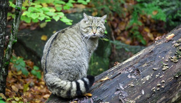 Wildkatzen in der Schweiz, Deutschland und Europa