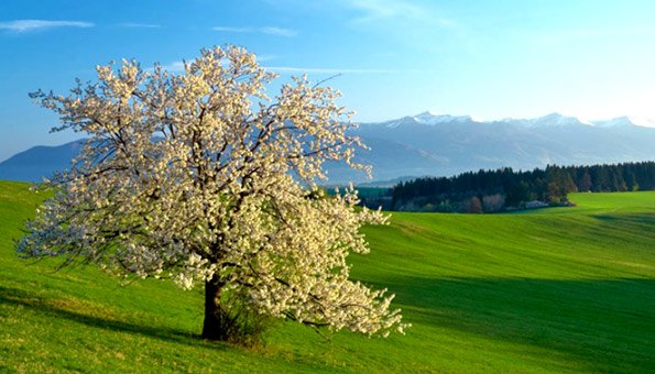 Bäume in der Schweiz: Welche Arten gibt es hierzulande?